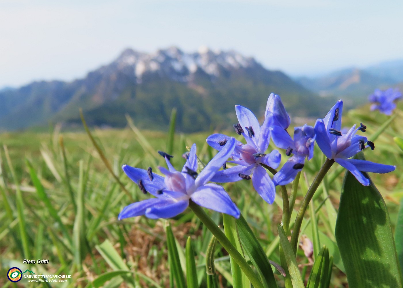 19 Scilla bifolia (Scilla silvestre) con vista in Alben.JPG